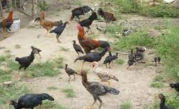 Peternakan Ayam Kampung Umbaran di Desa Sadahayu, Kecamatan Majenang: Menghidupkan Tradisi dan Mendorong Ekonomi Lokal